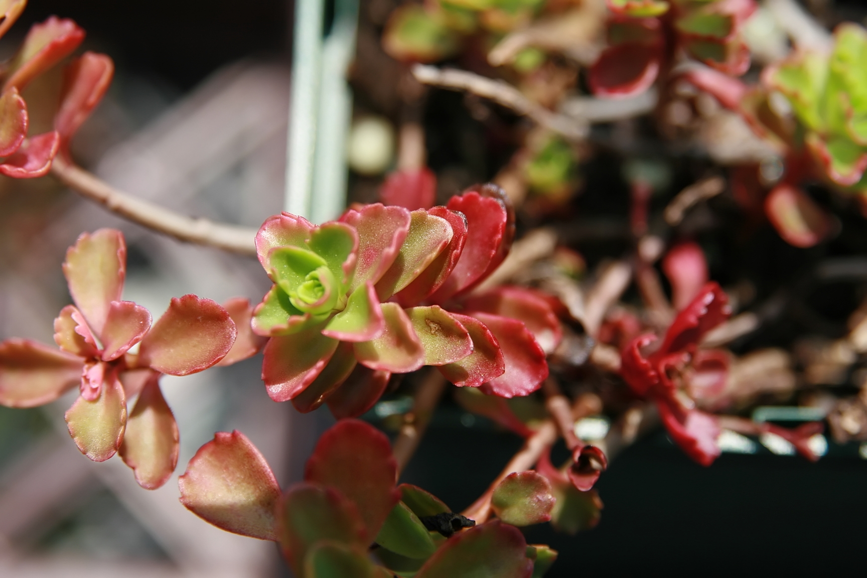 Sedum rubrotinctum: Jellybean Plant Care and Identification