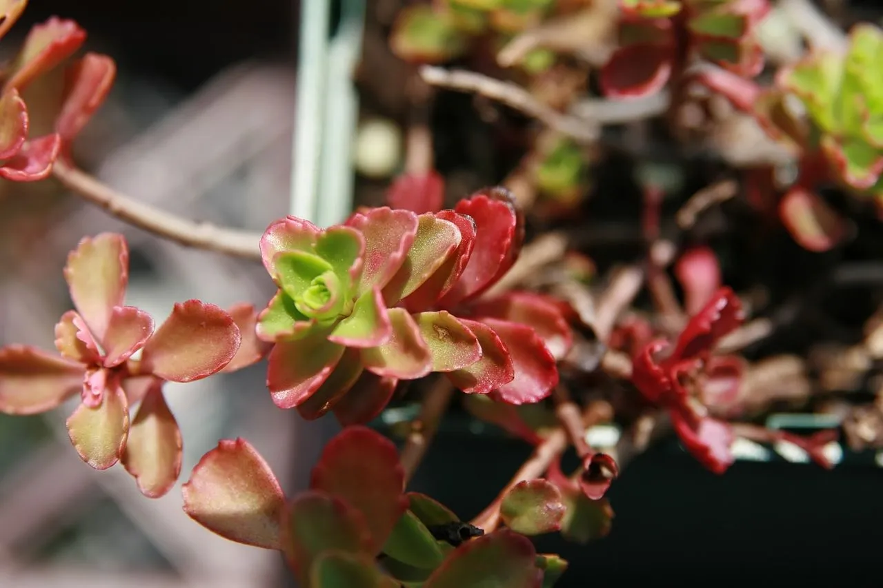 Dragon's Blood Sedum: The Deep-Red Two-Row Stonecrop Cultivar