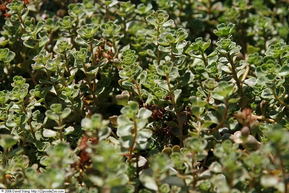 John Creech Sedum: Compact Late-Flowering Groundcover