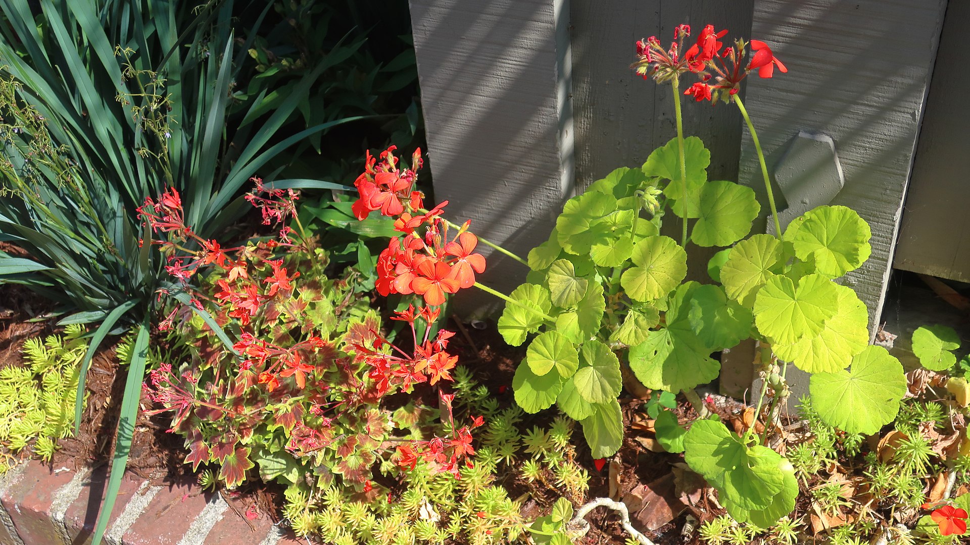 Sedum: What a Doozy of a Genus