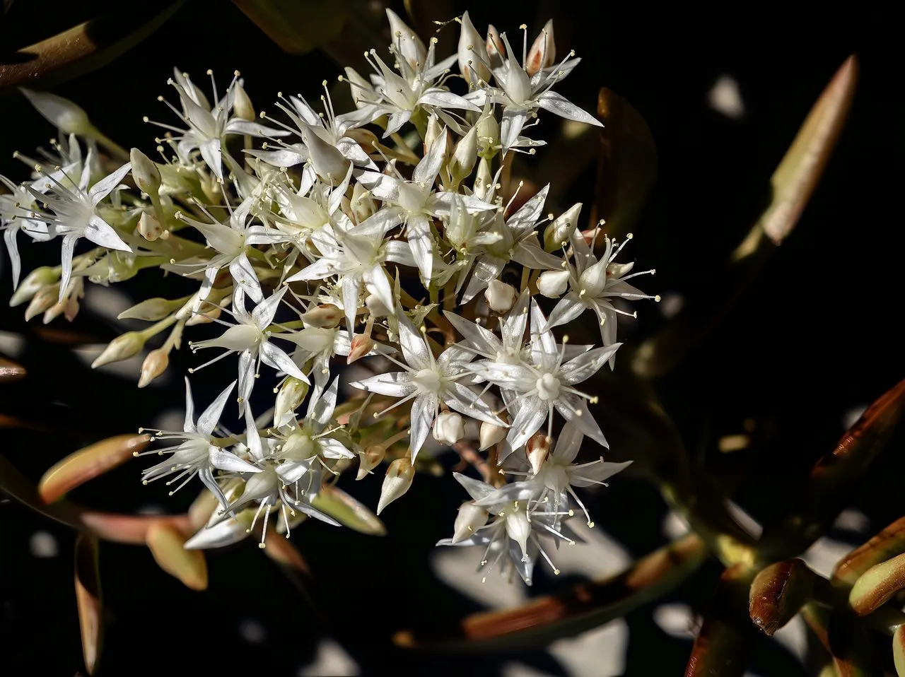 Sedum adolphi: Golden Sedum, Coppertone's Near-Twin