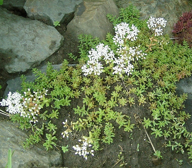 Sedum 'Blue Spruce': Blue-Grey Needle-Leaf Stonecrop