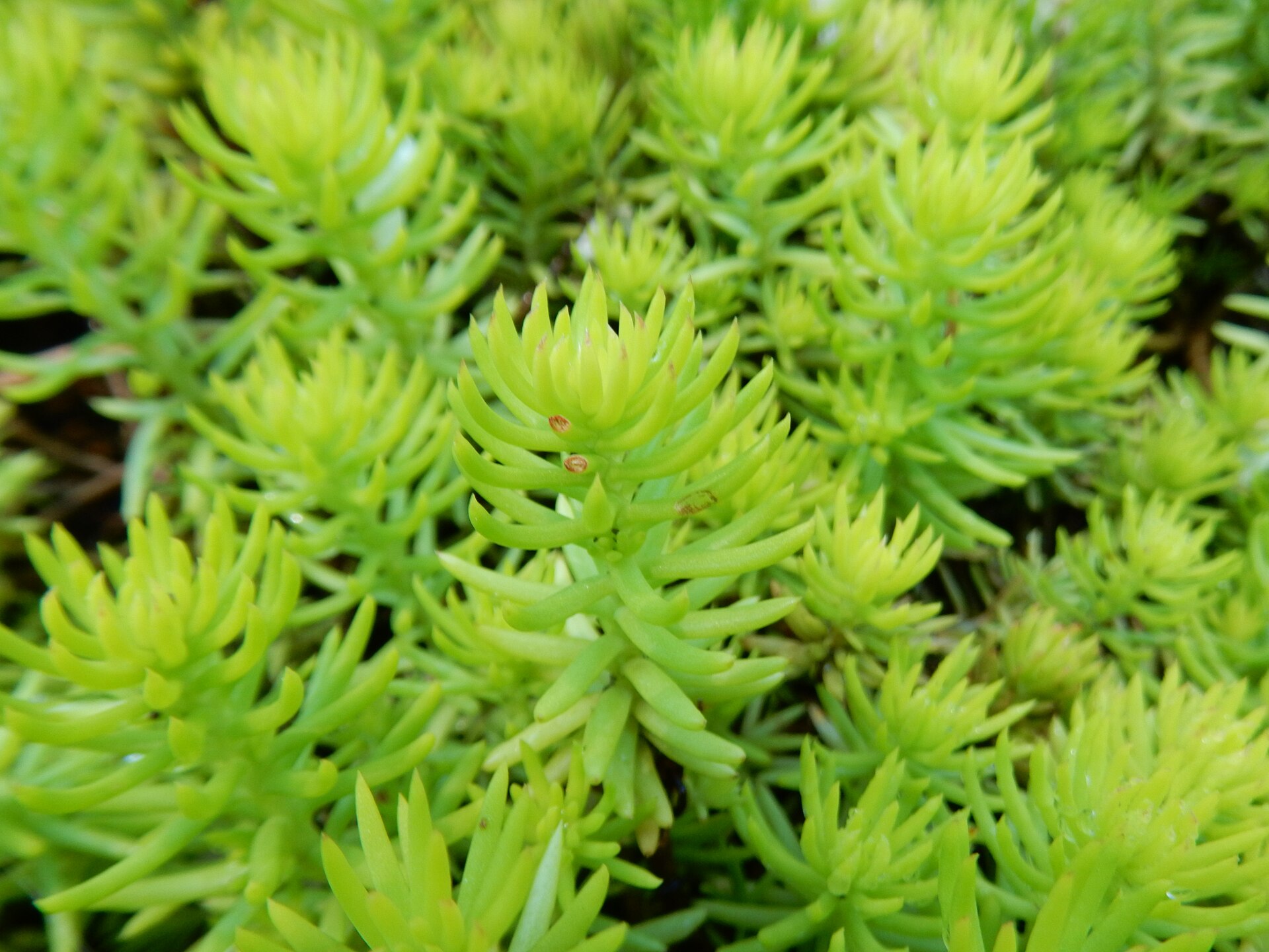 Sedum 'Angelina': Chartreuse Needle-leaf Stonecrop