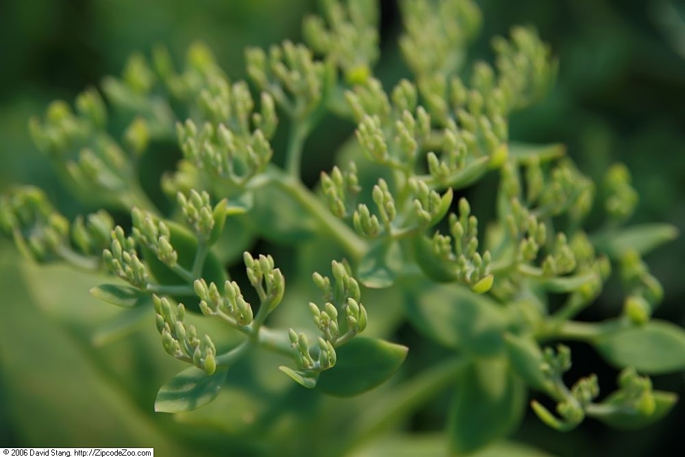 How to Divide Sedum: Timing, Method, and When Not To
