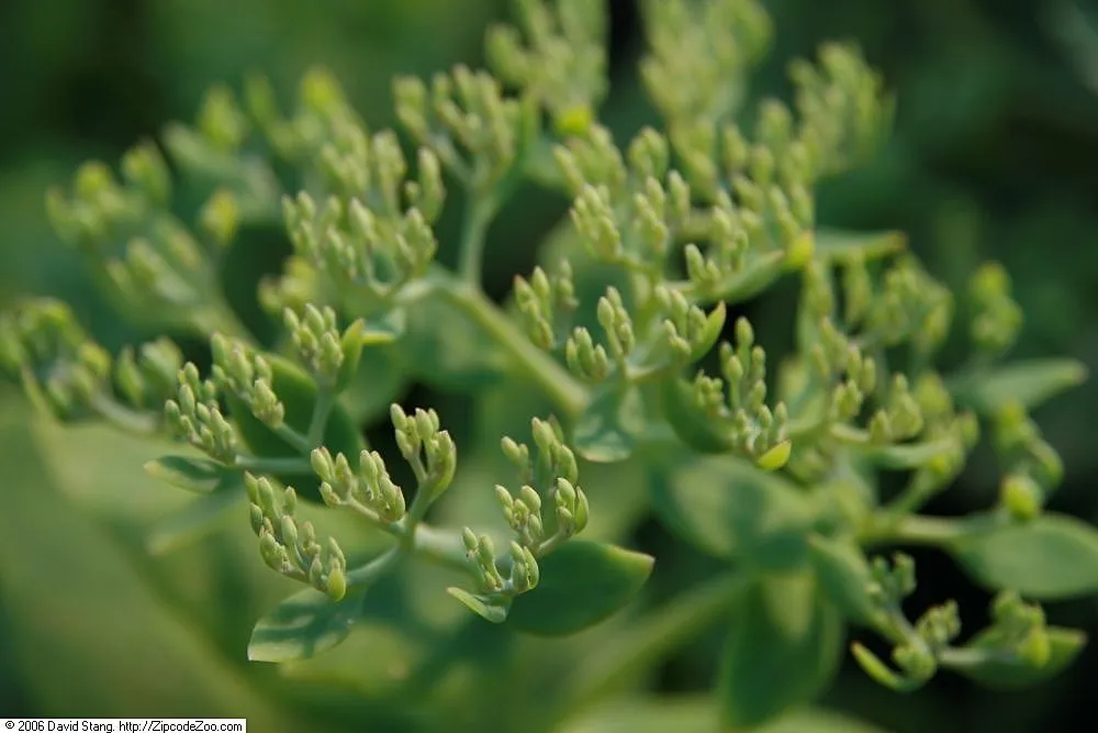 Sedum 'Autumn Fire': The Sturdier 'Autumn Joy'