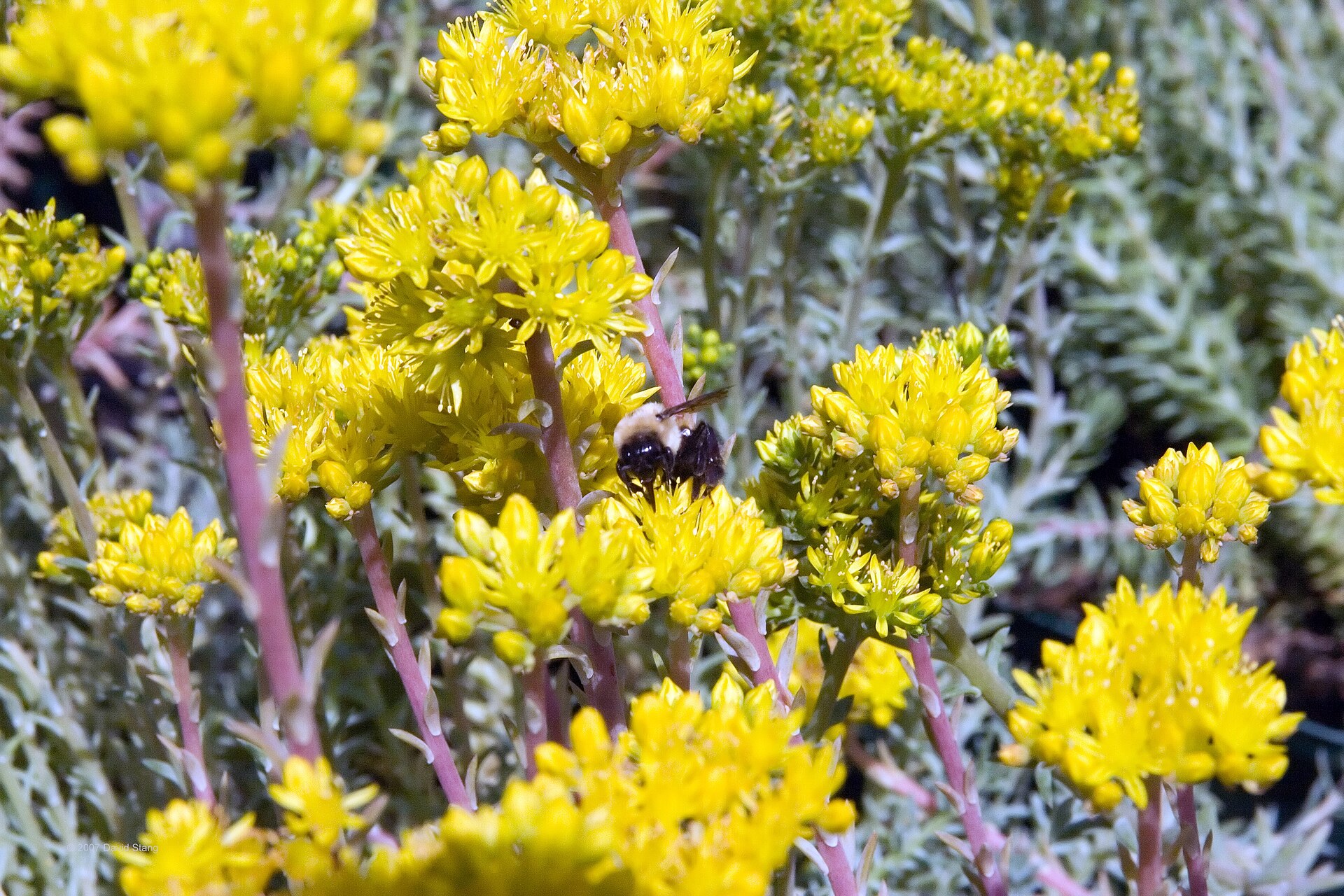 Sedum Dying Back: Normal Dormancy vs Real Decline