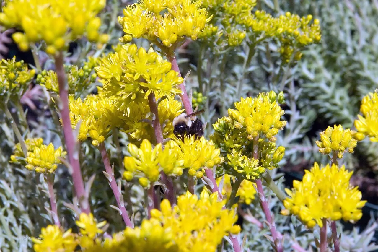 Sedum Winter Damage: Frost and Crown Rot Diagnosis and Recovery