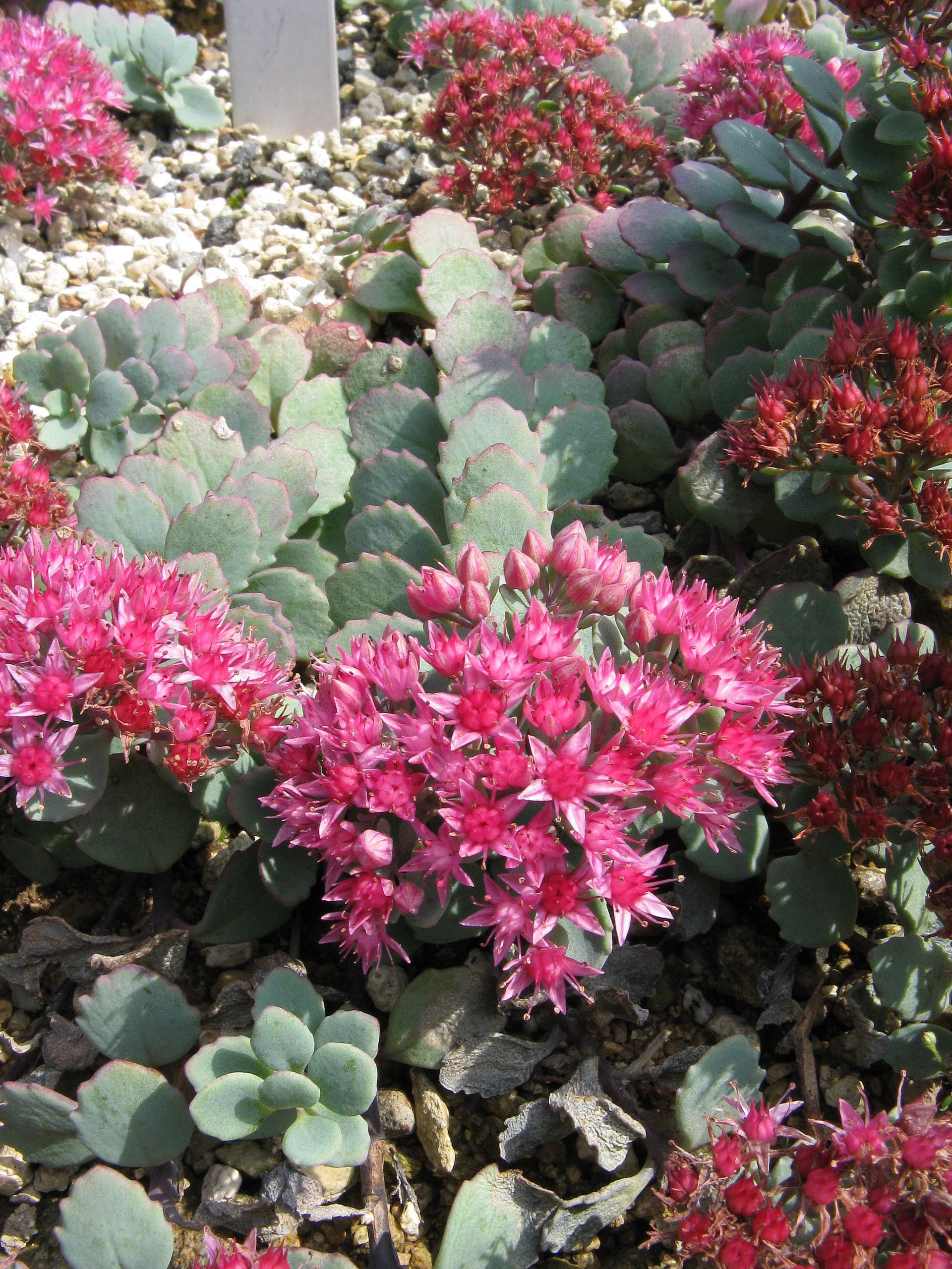 Sedum cauticola (Hylotelephium cauticola): Japanese Blue Stonecrop
