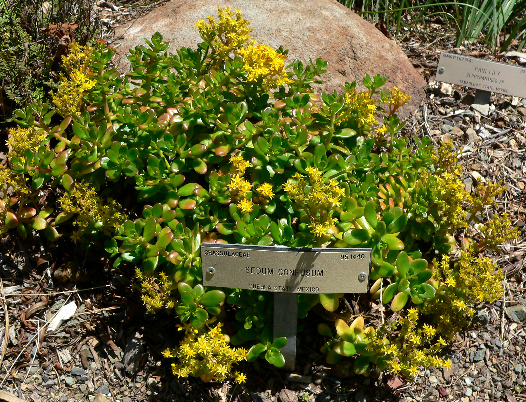 Sedum Not Flowering: Why It Happens and How to Fix It