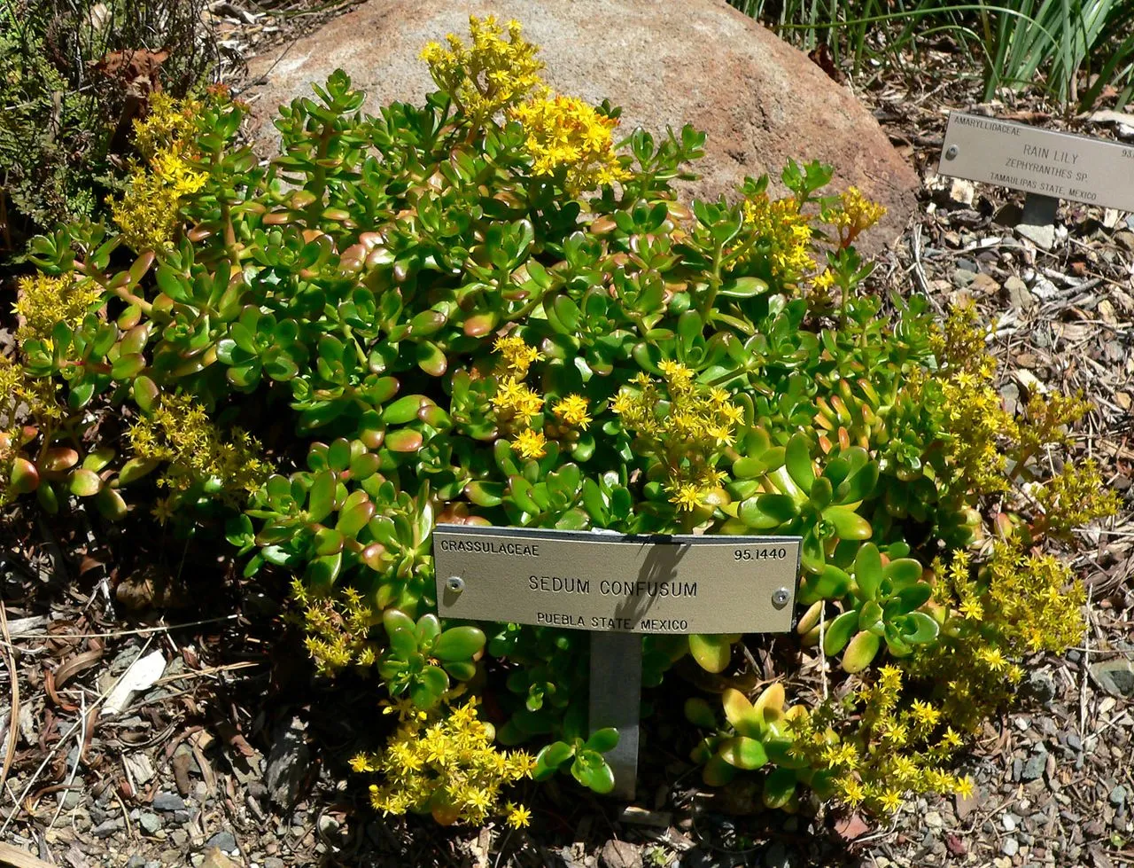 Sedum confusum (Lesser Mexican Stonecrop): Profile & Care