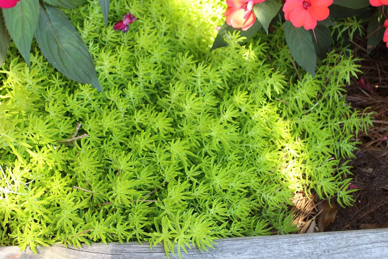 Sedum Dying Back: Normal Dormancy vs Real Decline