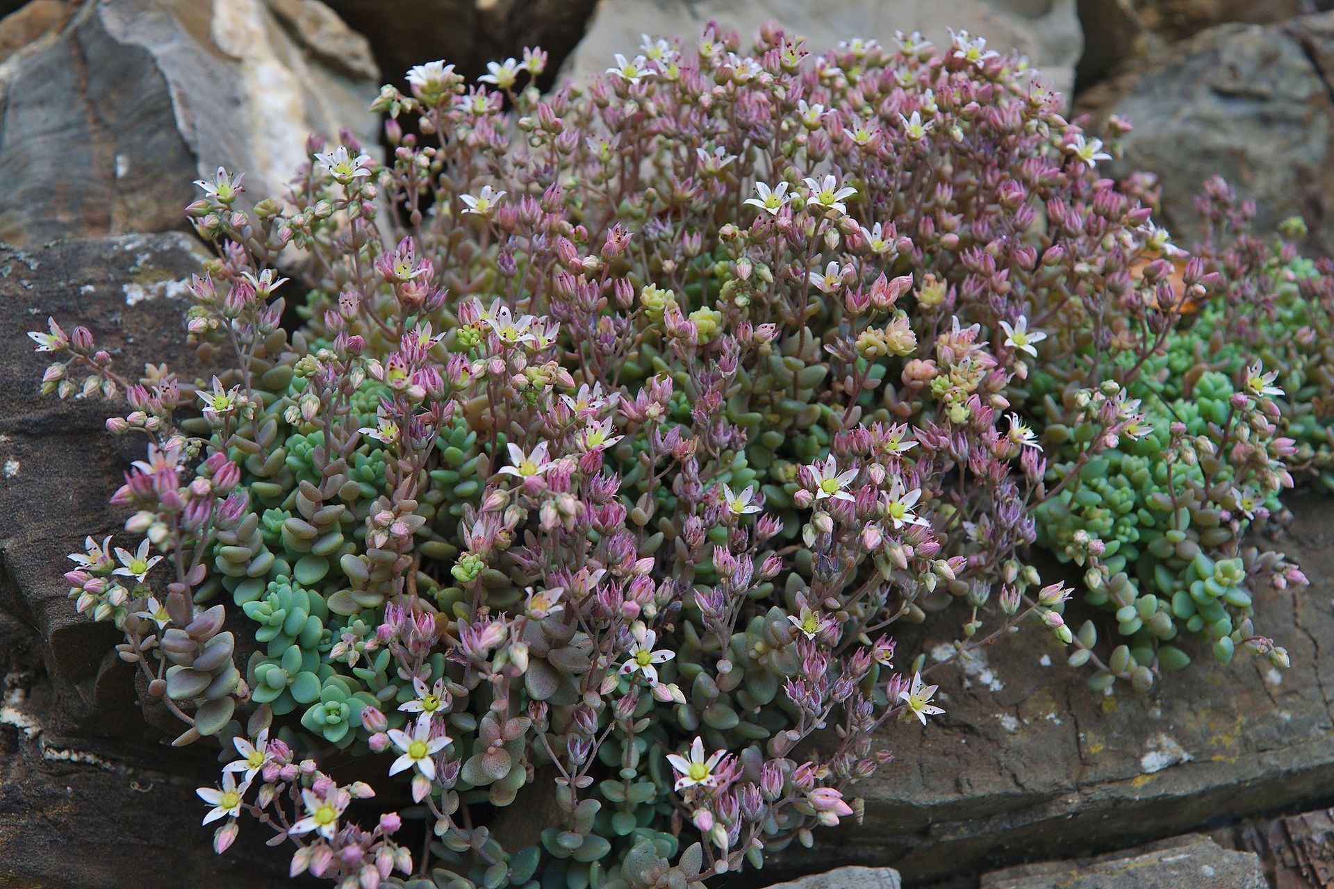 Sedum lineare: Needle Stonecrop and Its Variegated Form