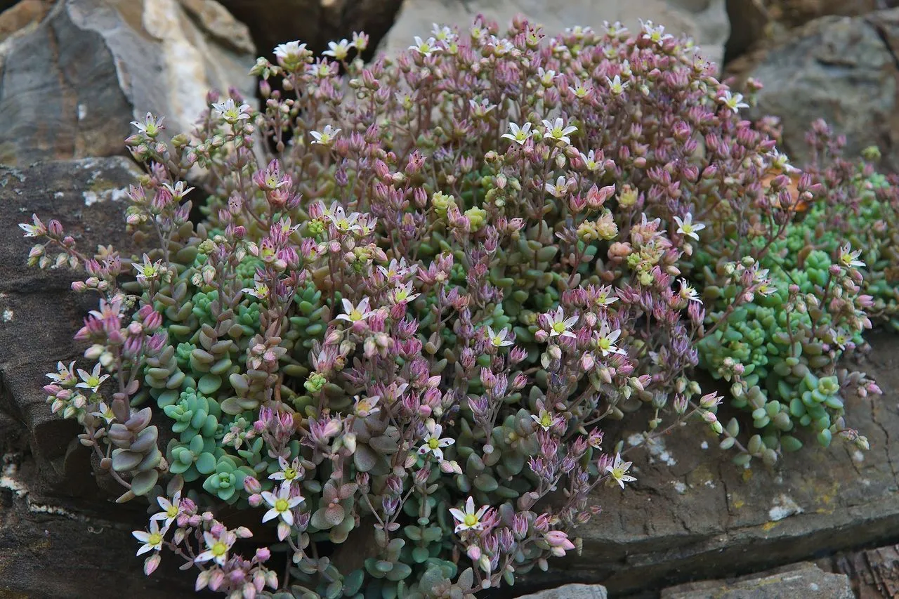 Sedum dasyphyllum: Corsican Stonecrop and Its Bead-Leaved Charm