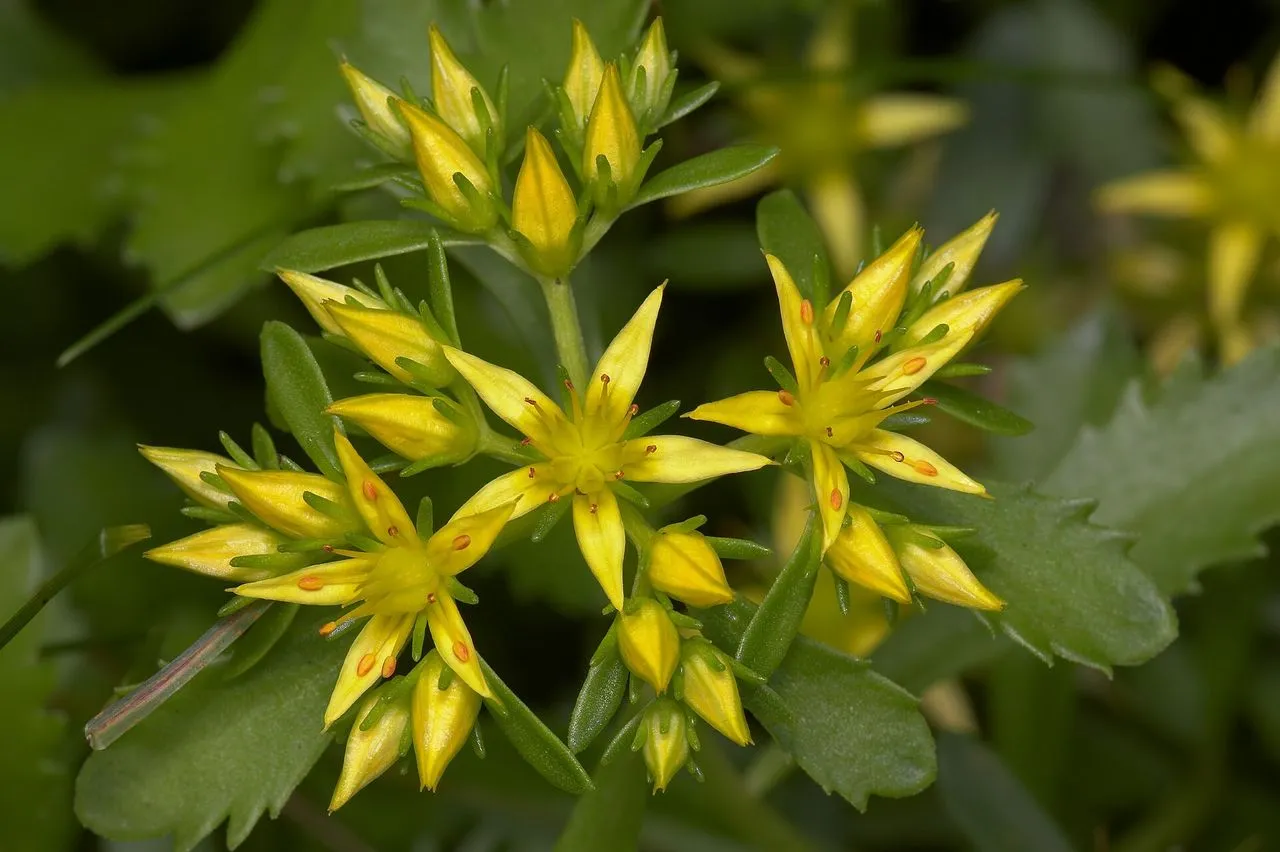 Sedum kamtschaticum: Russian Stonecrop for Sun or Part Shade