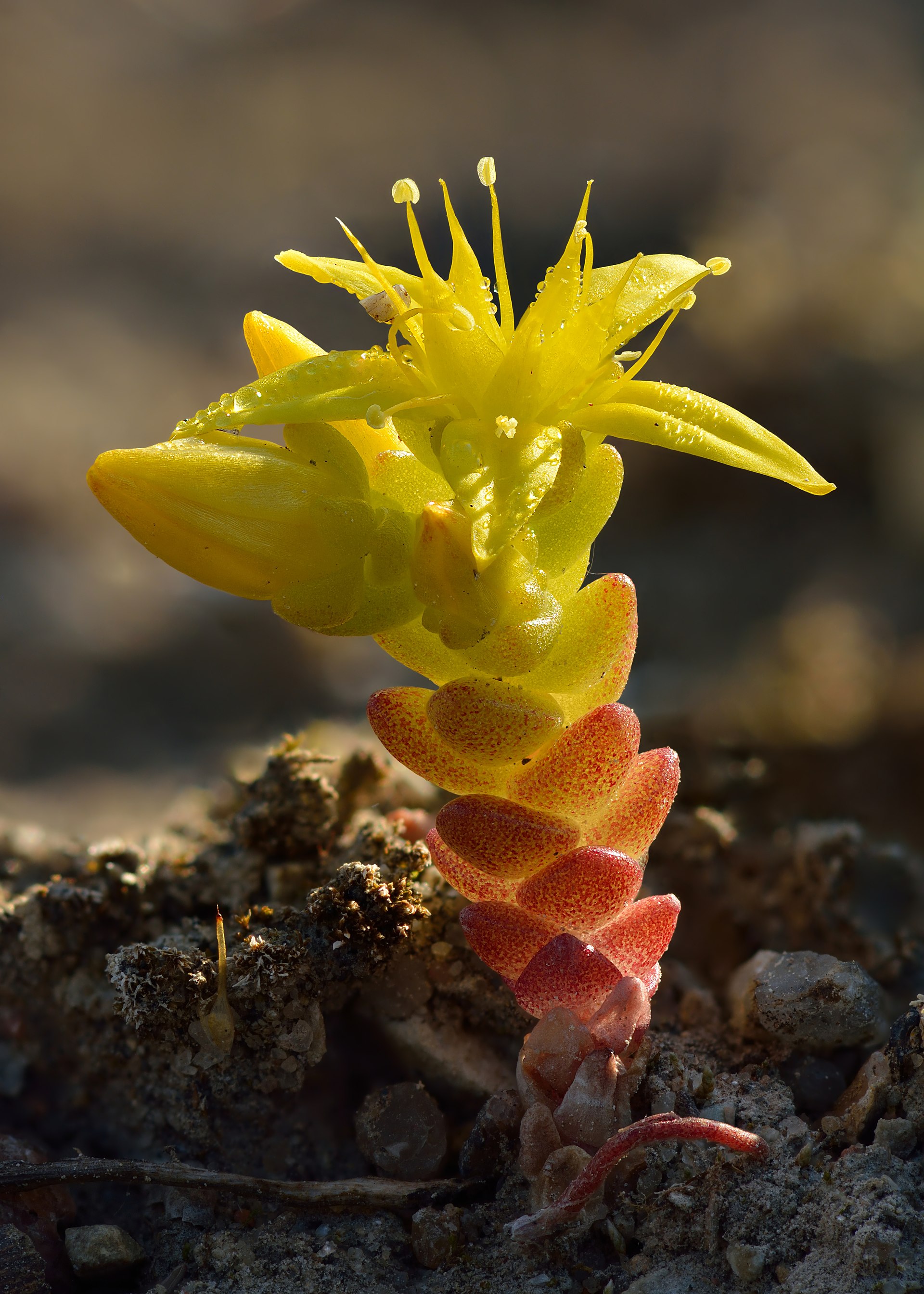 Sedum 'Lime Zinger': Chartreuse Foliage with Red-Edged Leaves