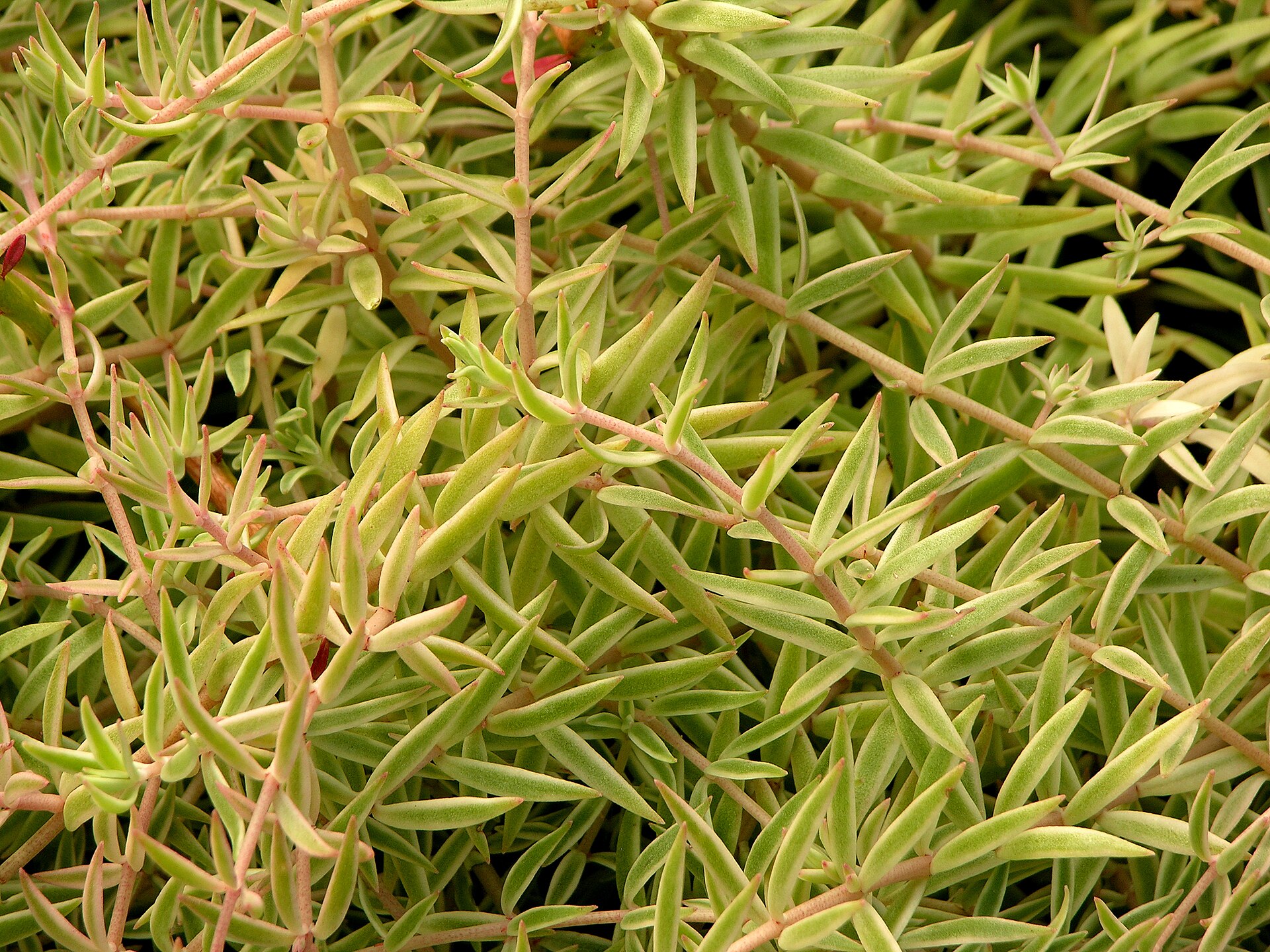 Sedum lineare: Needle Stonecrop and Its Variegated Form