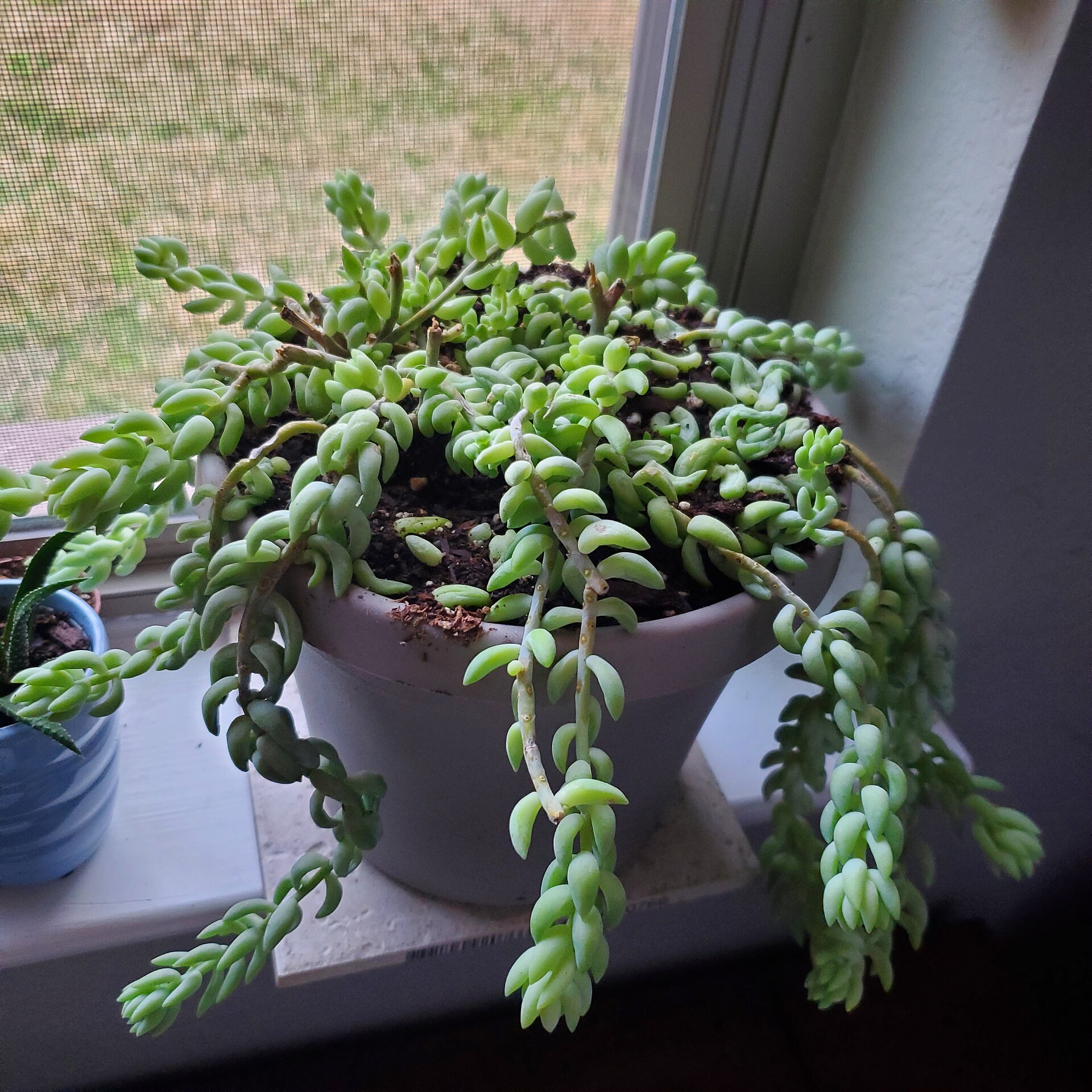 Sedum morganianum: Burro's Tail and How to Keep It Intact