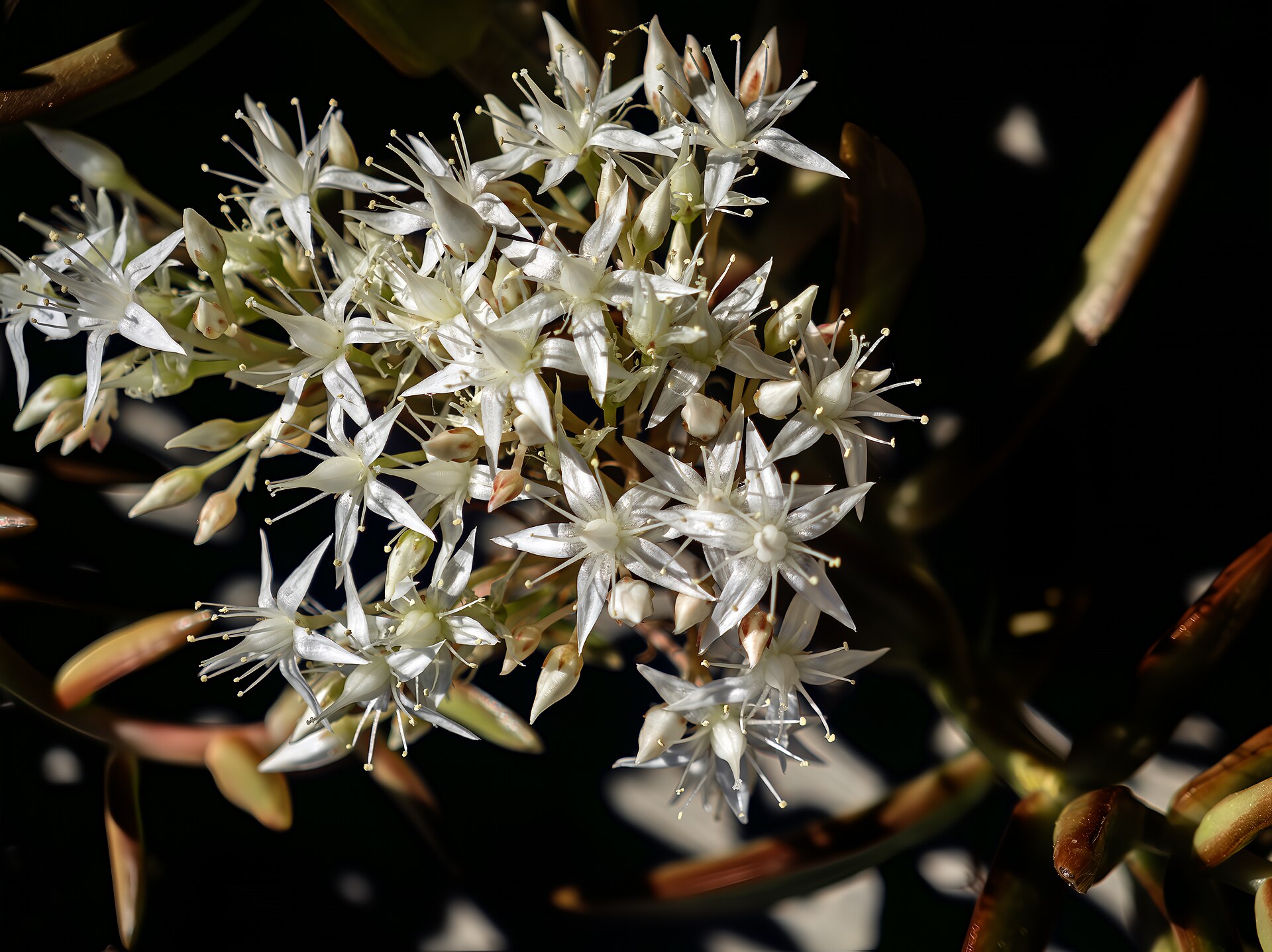 When to Transplant Sedum: Seasonal Timing and Why It Matters
