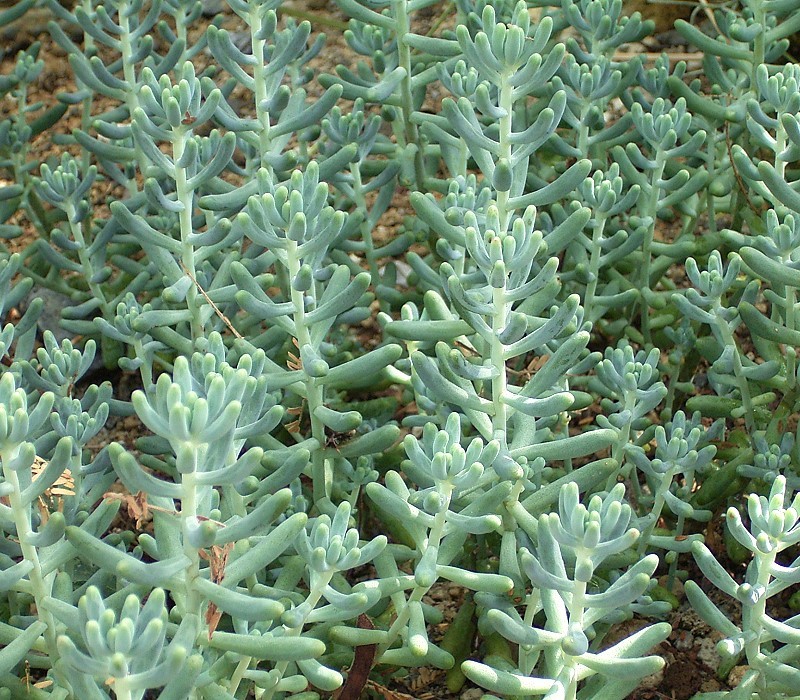 Sedum pachyphyllum (Jelly Bean Plant): Profile & Care