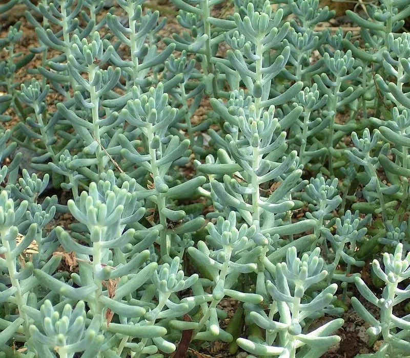 Sedum pachyphyllum (Jelly Bean Plant): Profile & Care