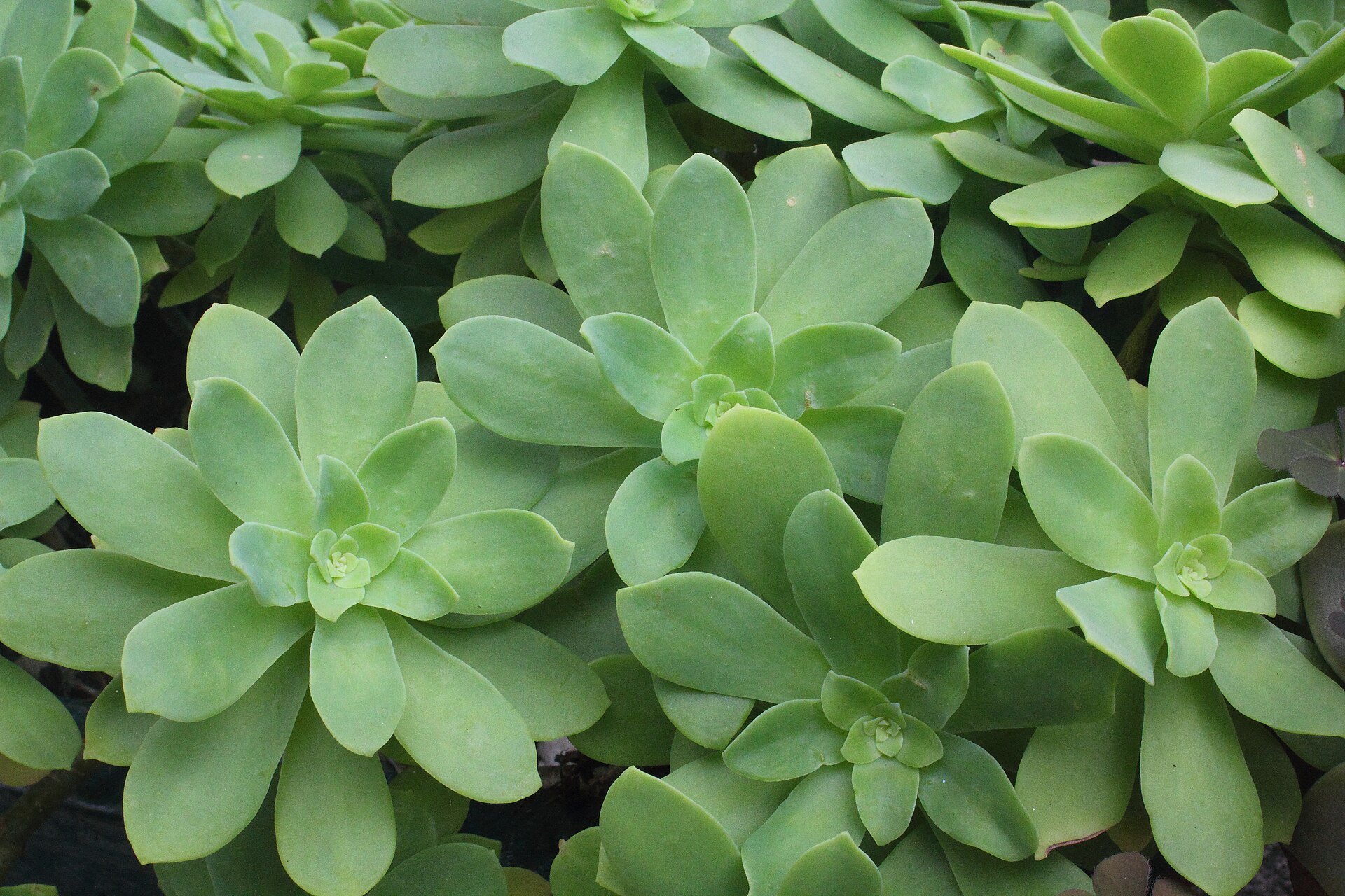 Sedum palmeri: Palmer's Sedum Identification and Care