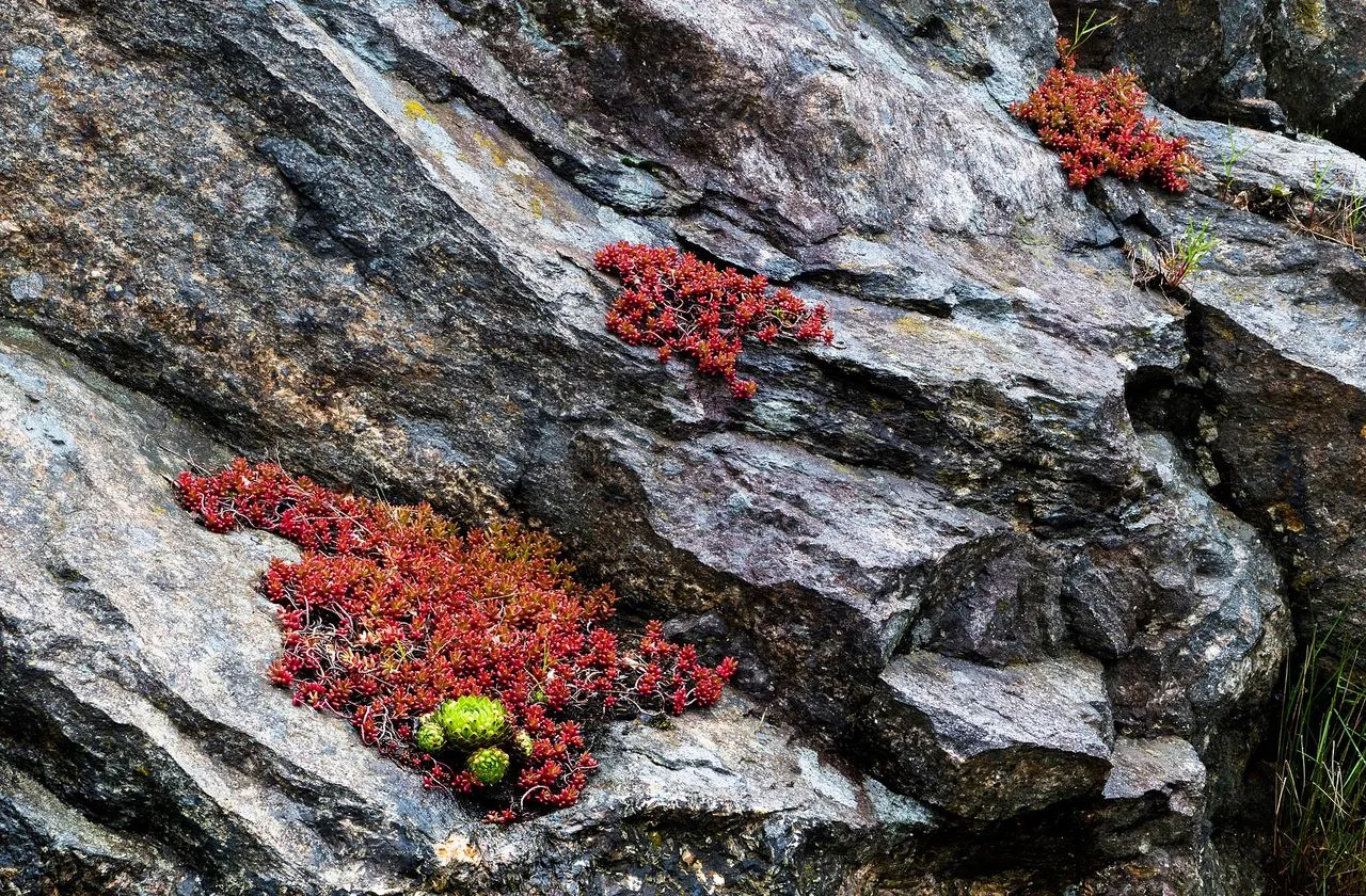 Sedum rubrotinctum: Jellybean Plant Care and Identification