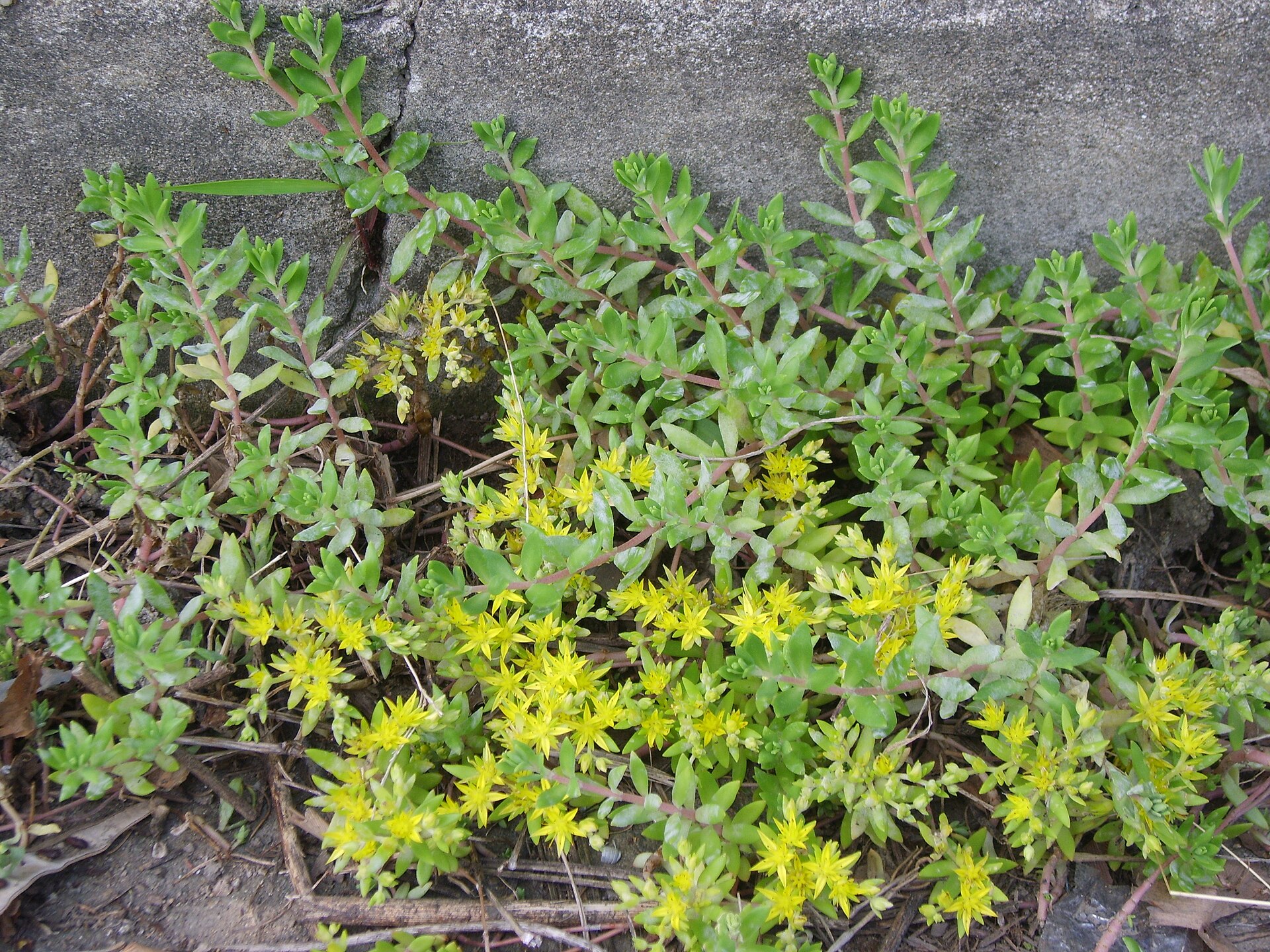 Sedum sarmentosum: Stringy Stonecrop, Fast-Spreader, and Regional Invasive