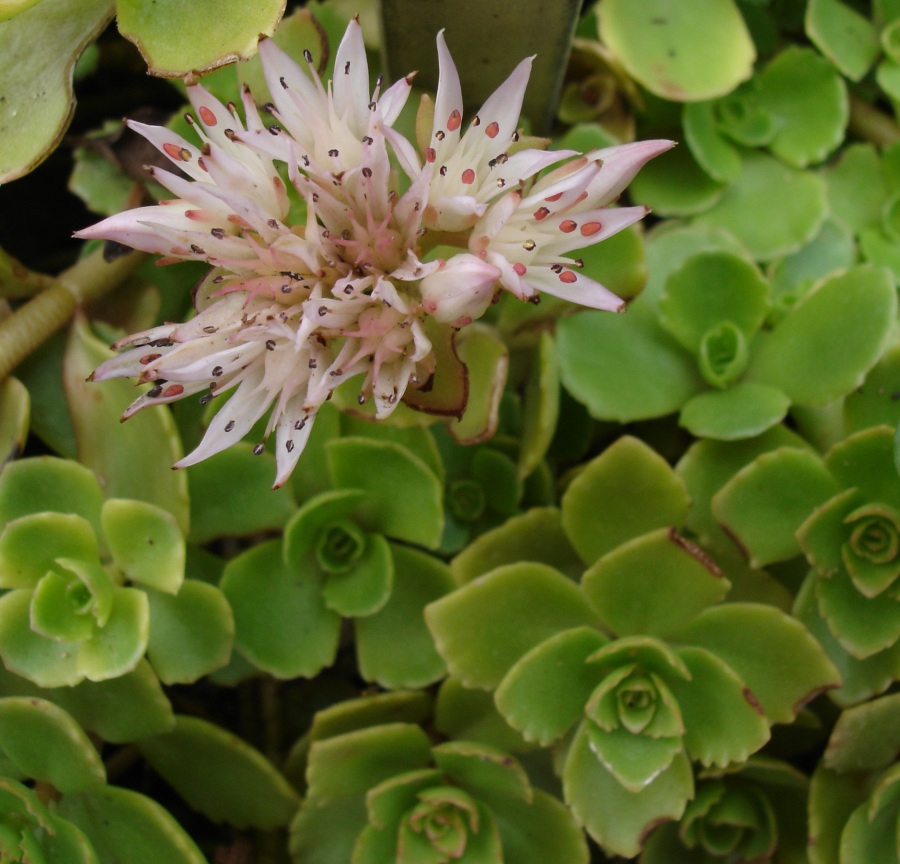 Sedum adolphi: Golden Sedum, Coppertone's Near-Twin