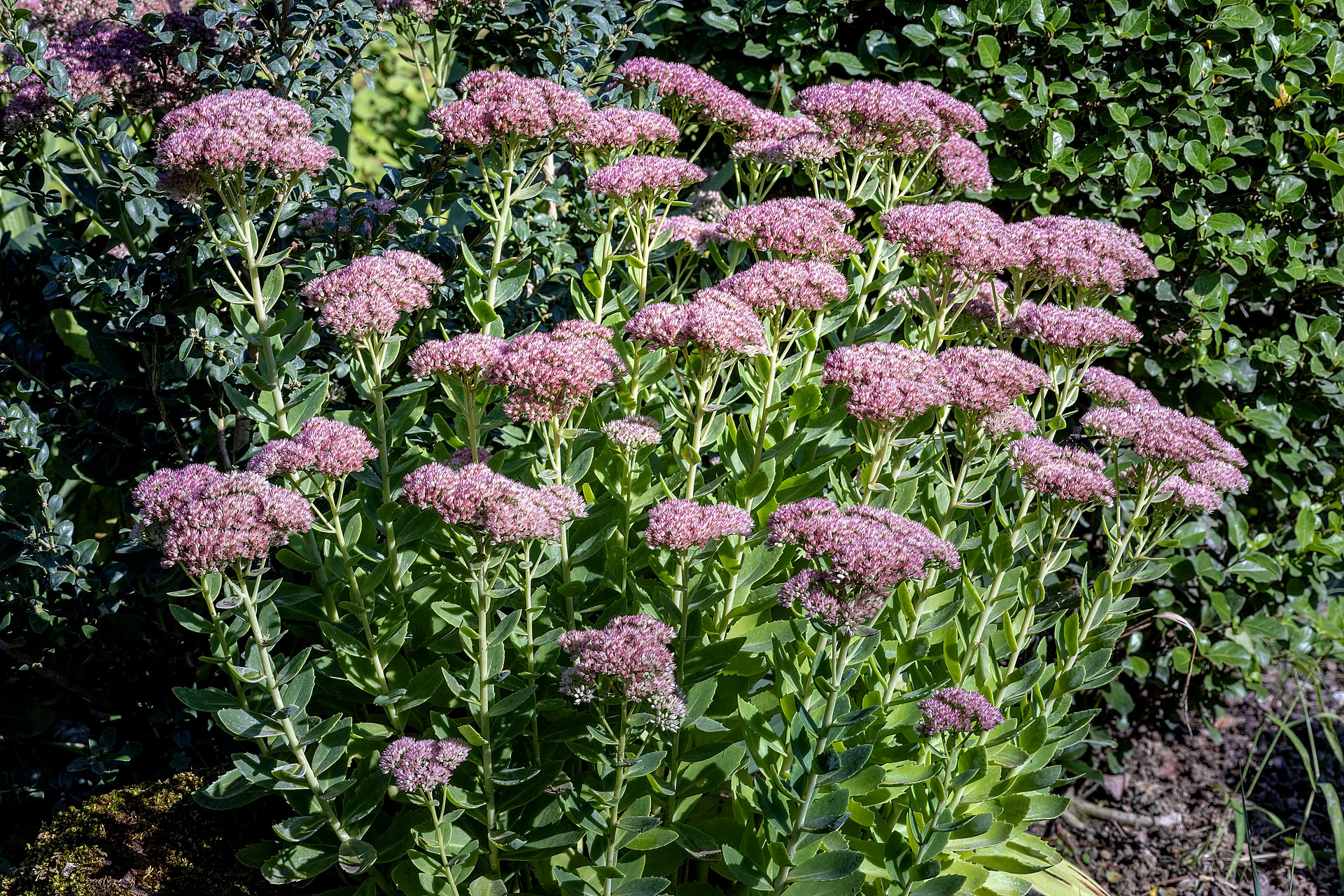 Sedum Leaves Turning Yellow: Causes and Recovery