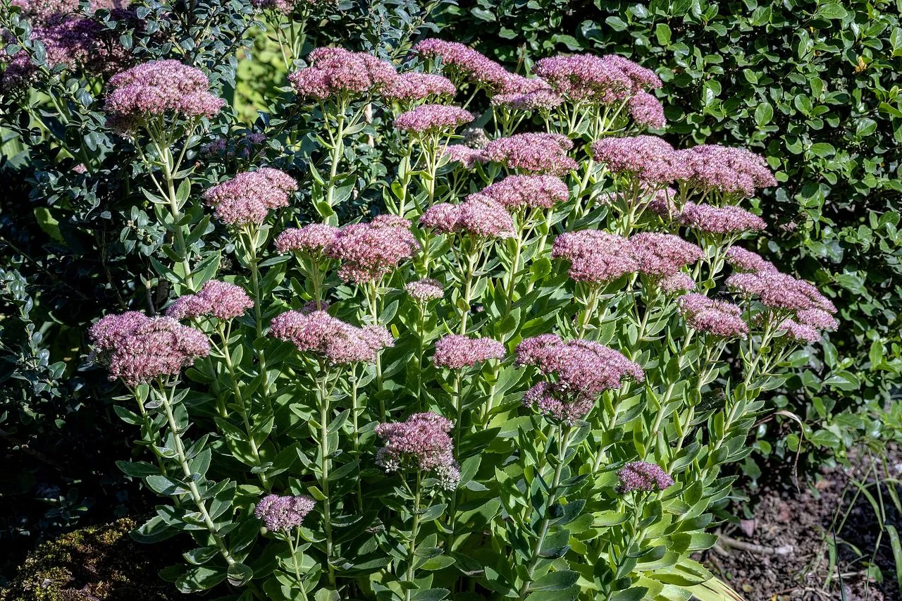 Sedum telephium (Hylotelephium telephium): Orpine Identification and Care