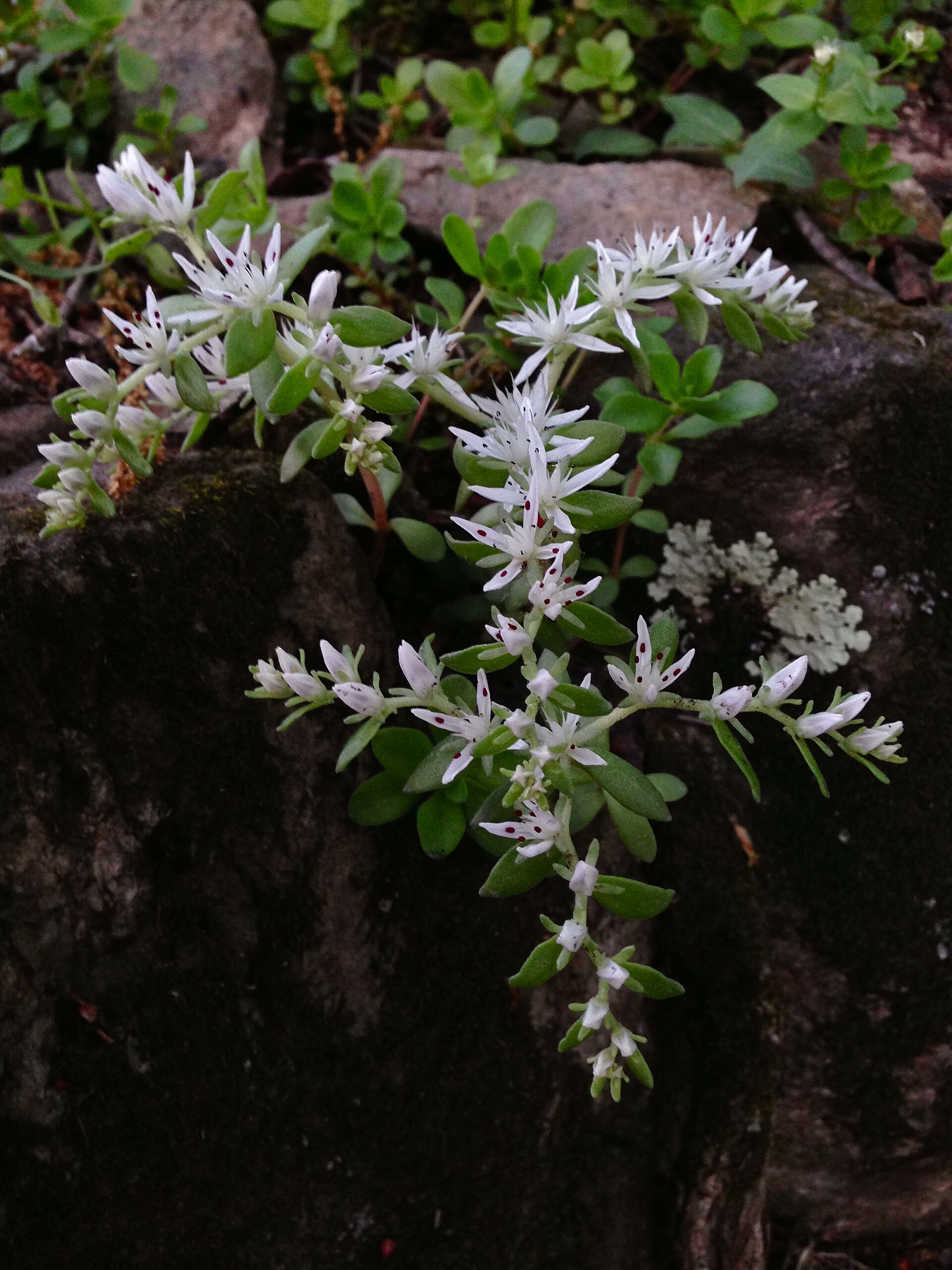 Sedum ternatum: The Native Woodland Stonecrop of Eastern North America