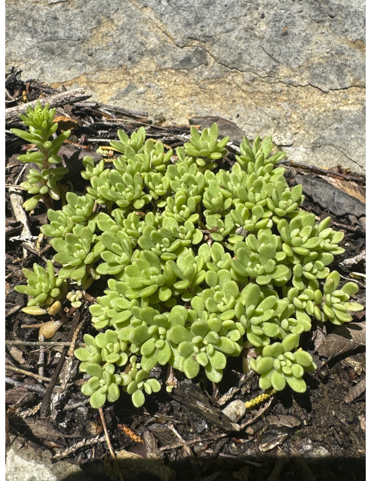 Sedum: What a Doozy of a Genus