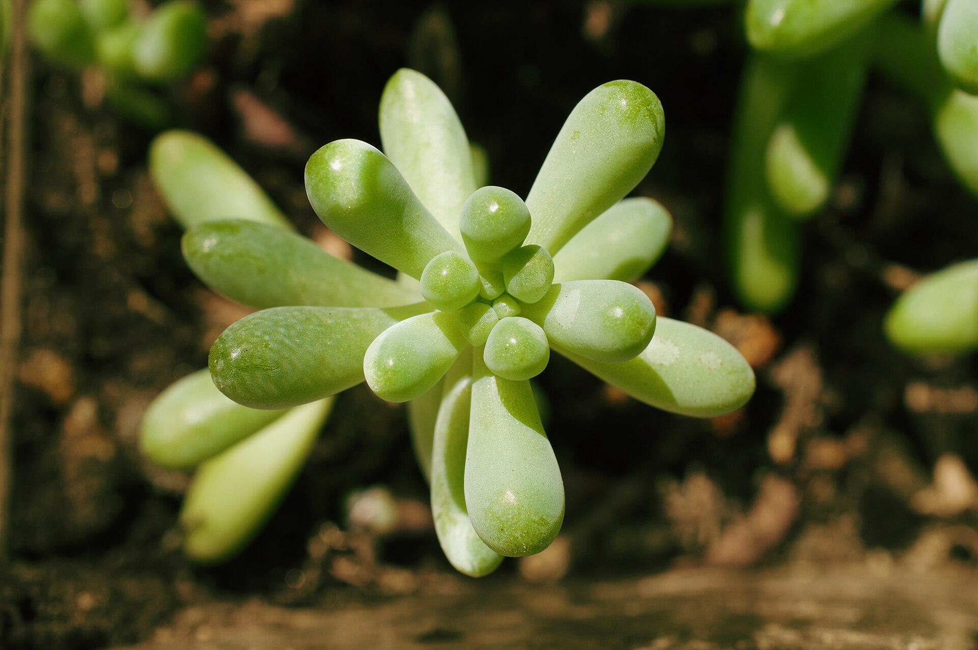 Sedum morganianum: Burro's Tail and How to Keep It Intact