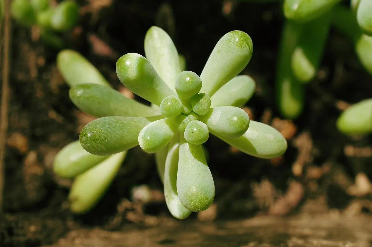 The Complete Sedum Guide: Stonecrop Identification, Cultivation & Propagation