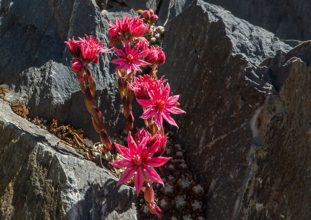 Cobweb Sempervivum: The Arachnoideum Group