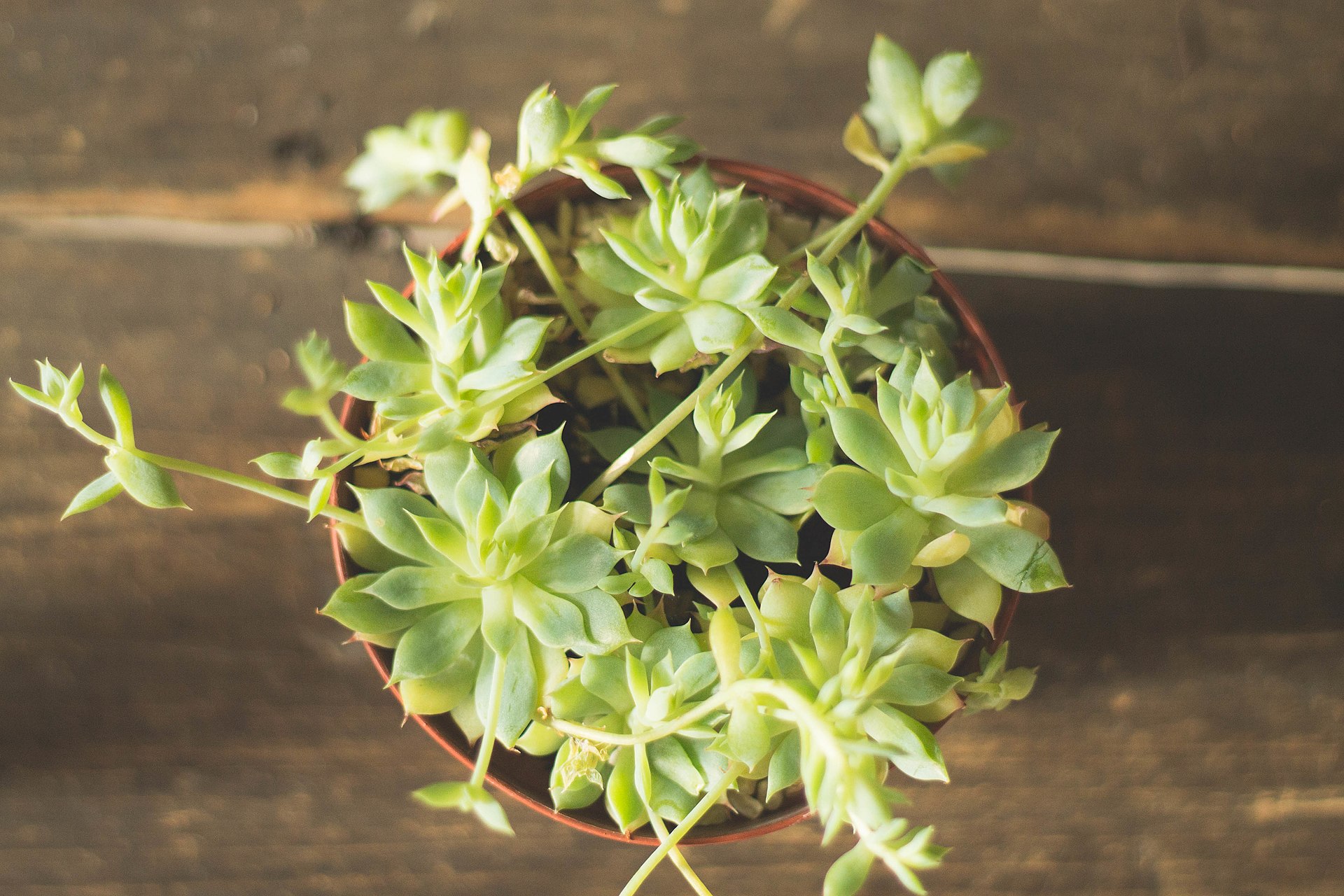 Etiolated Sempervivum: Diagnosing and Fixing Light Starvation