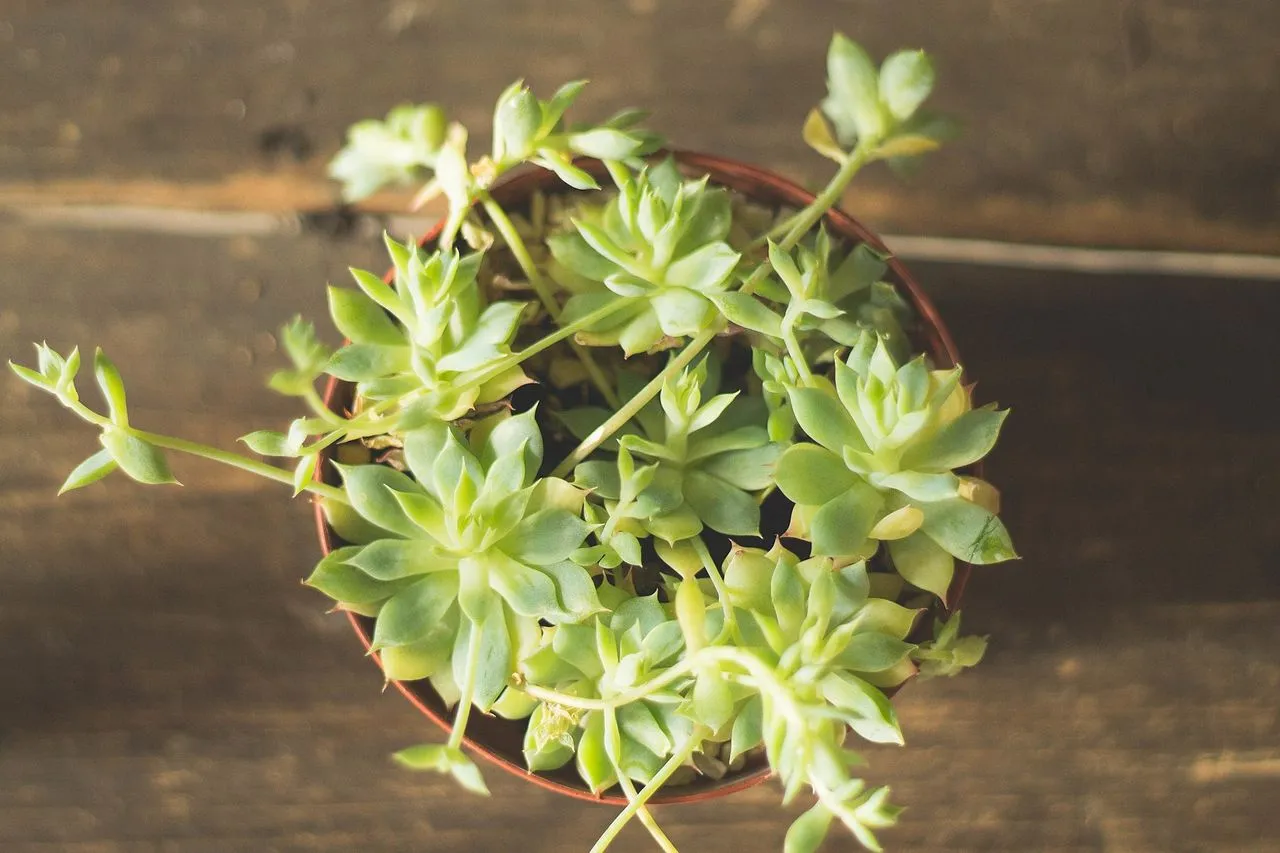 Etiolated Sempervivum: Diagnosing and Fixing Light Starvation