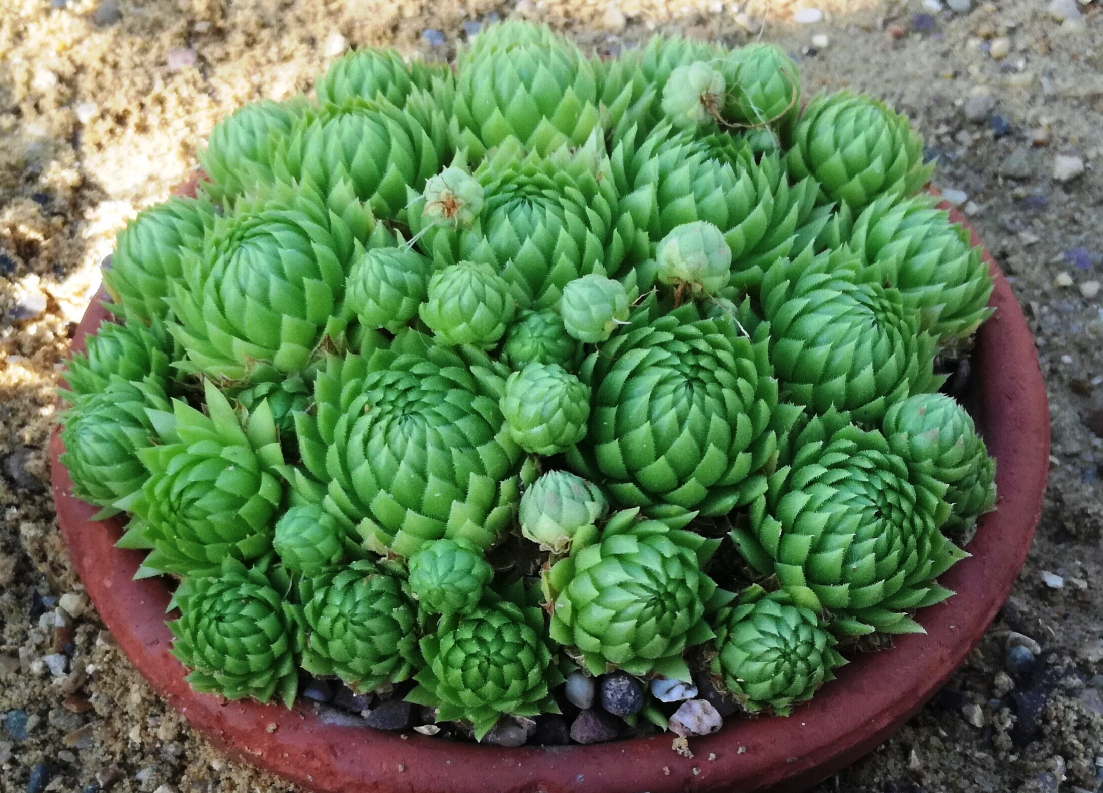 Jovibarba allionii: An Outlier Among the Houseleeks