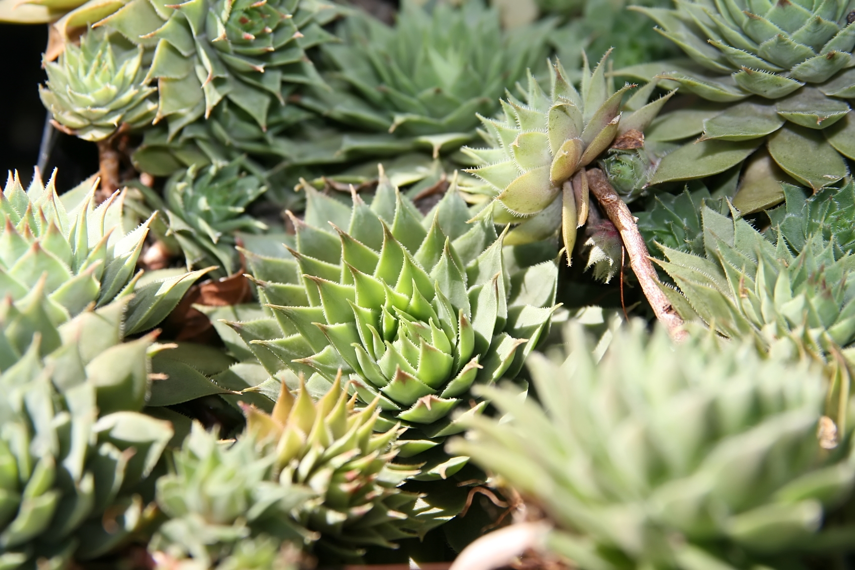 Sempervivum 'Red Beauty': The Crimson Houseleek