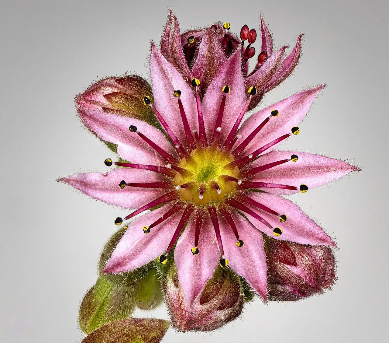 Sempervivum Pests: Identification Guide for All Common Pests