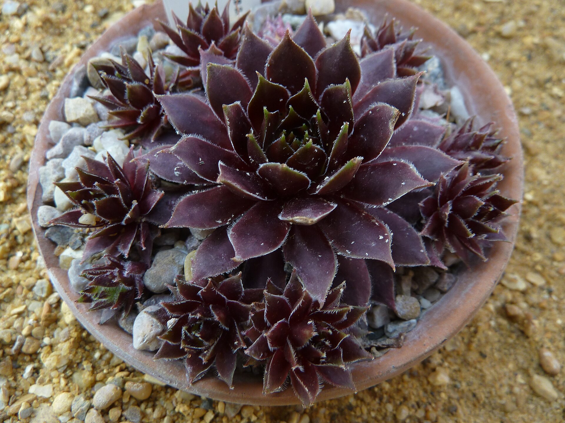 Sempervivum 'Black': Near-Black Pigmented Cultivars