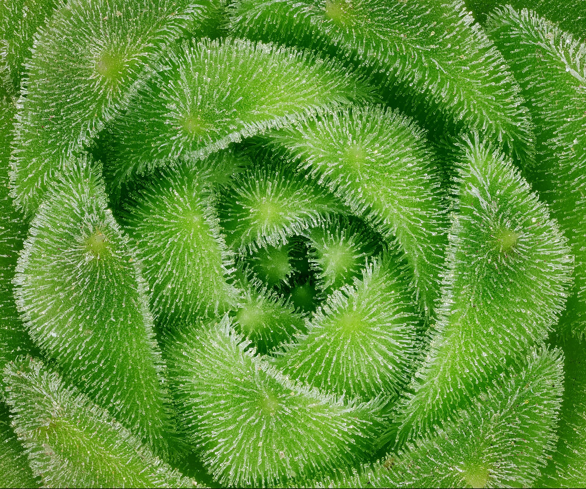 Sempervivum Color Fading: Why Red and Purple Pigment Disappears