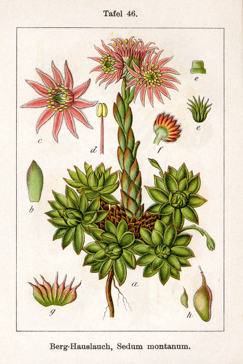 Why Is My Sempervivum Dying? A Diagnostic Guide