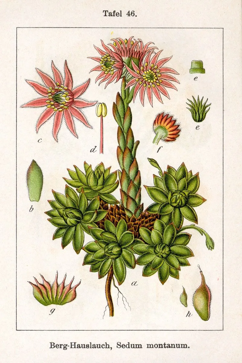 Why Is My Sempervivum Dying? A Diagnostic Guide