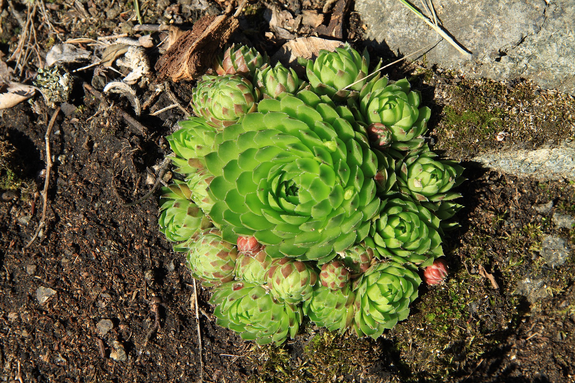 Sempervivum 'Kalinda': The Symmetric Pink-Tipped Houseleek