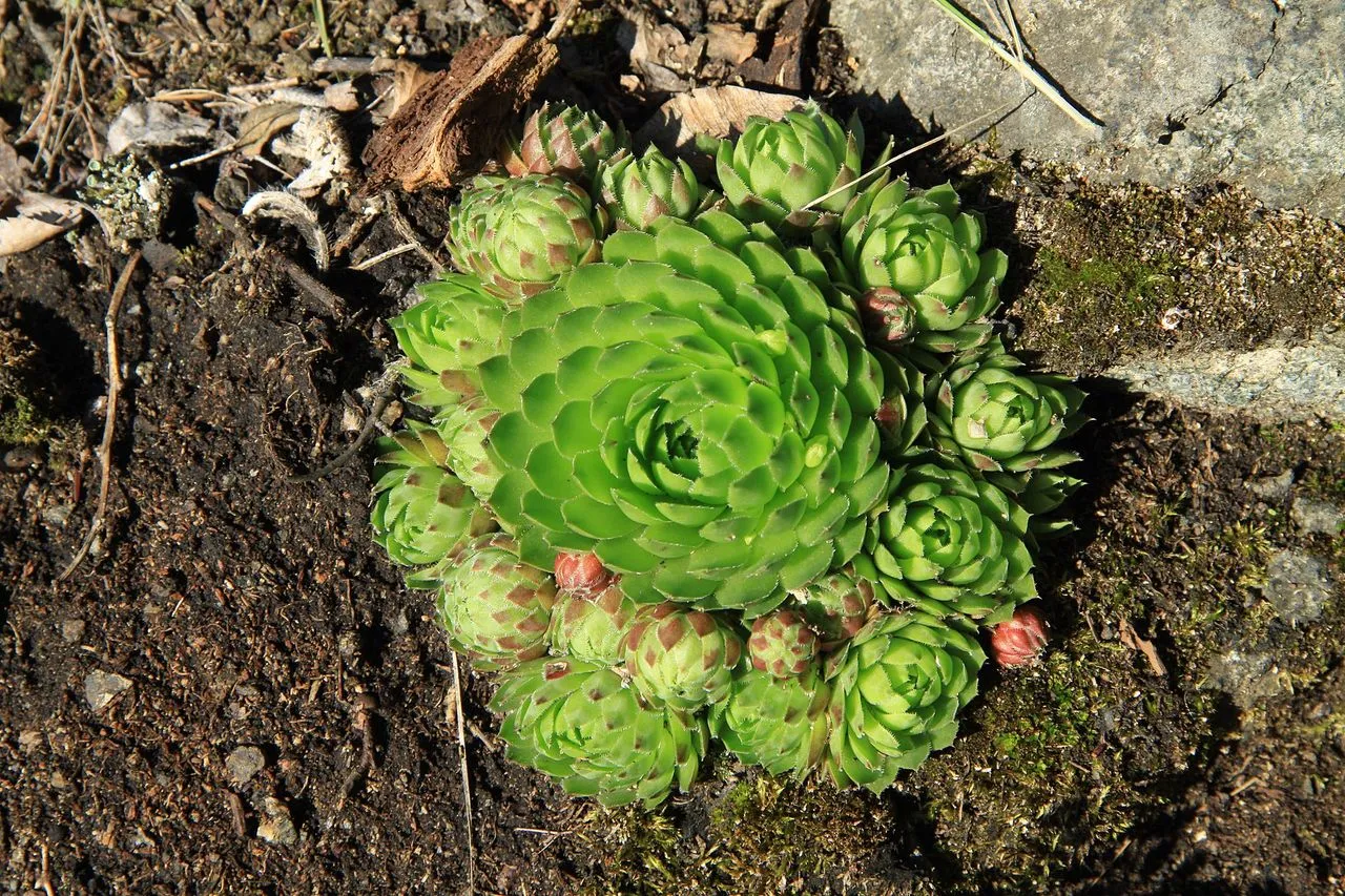 Sempervivum globiferum: The Rolling-Chicks Houseleek