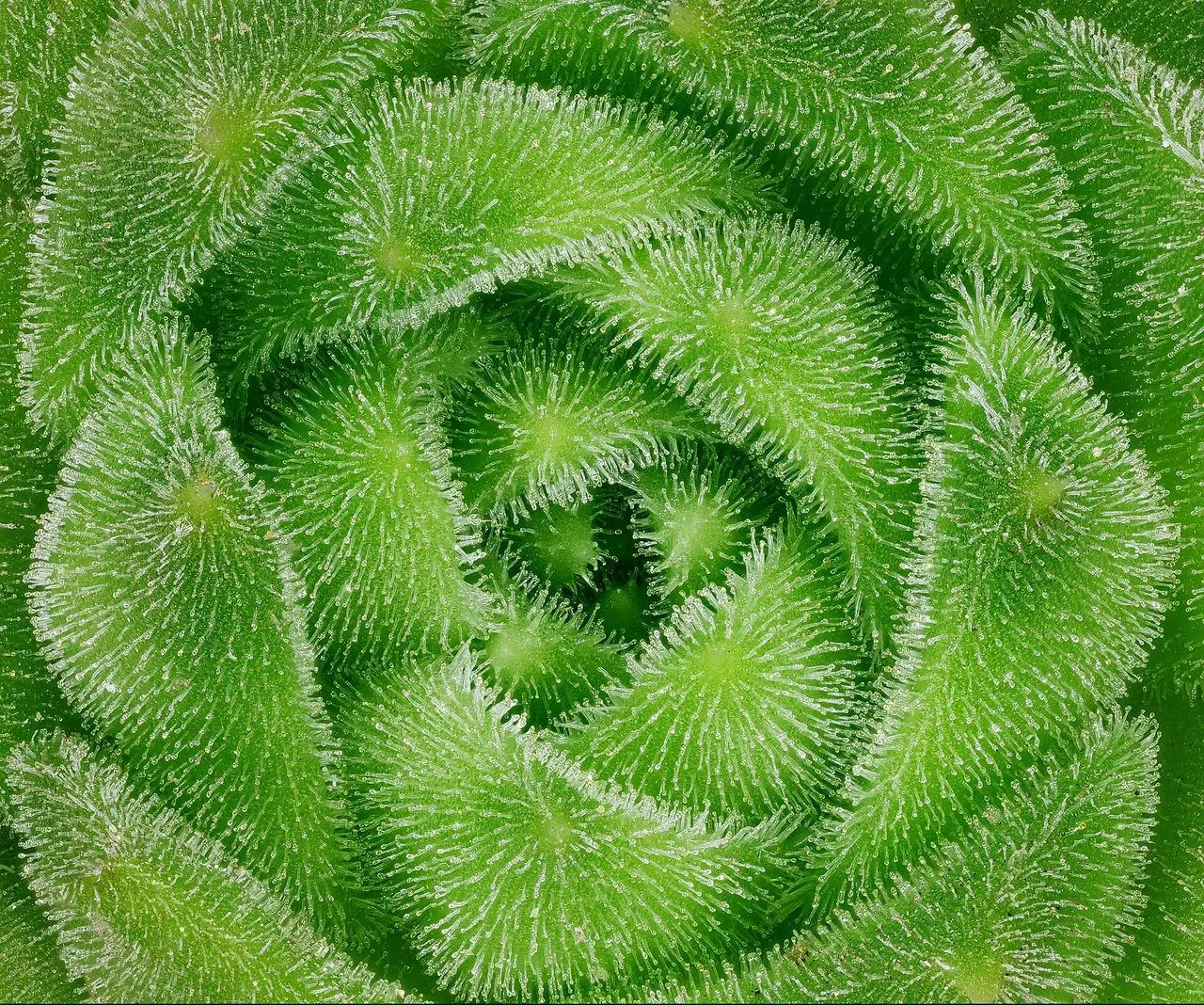 Sempervivum Rotting in Summer: Causes and Prevention