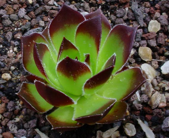 Sempervivum heuffelii: The Crown-Dividing Houseleek