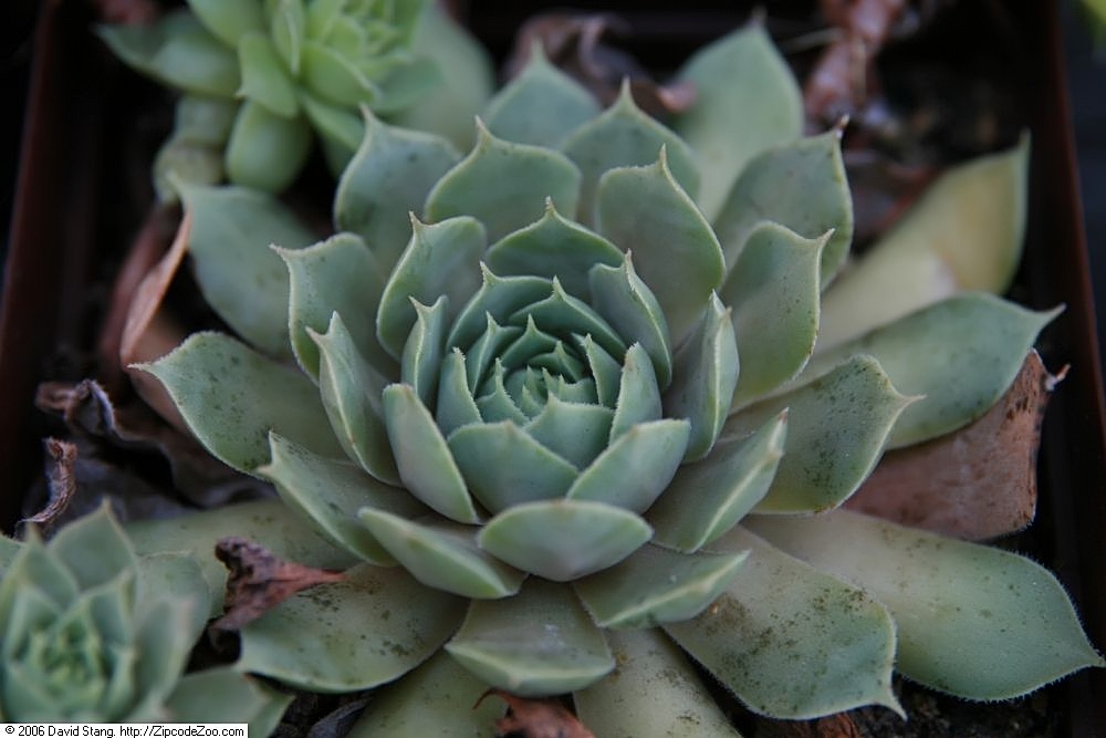 Aphids on Sempervivum: Identification, Damage, and Treatment