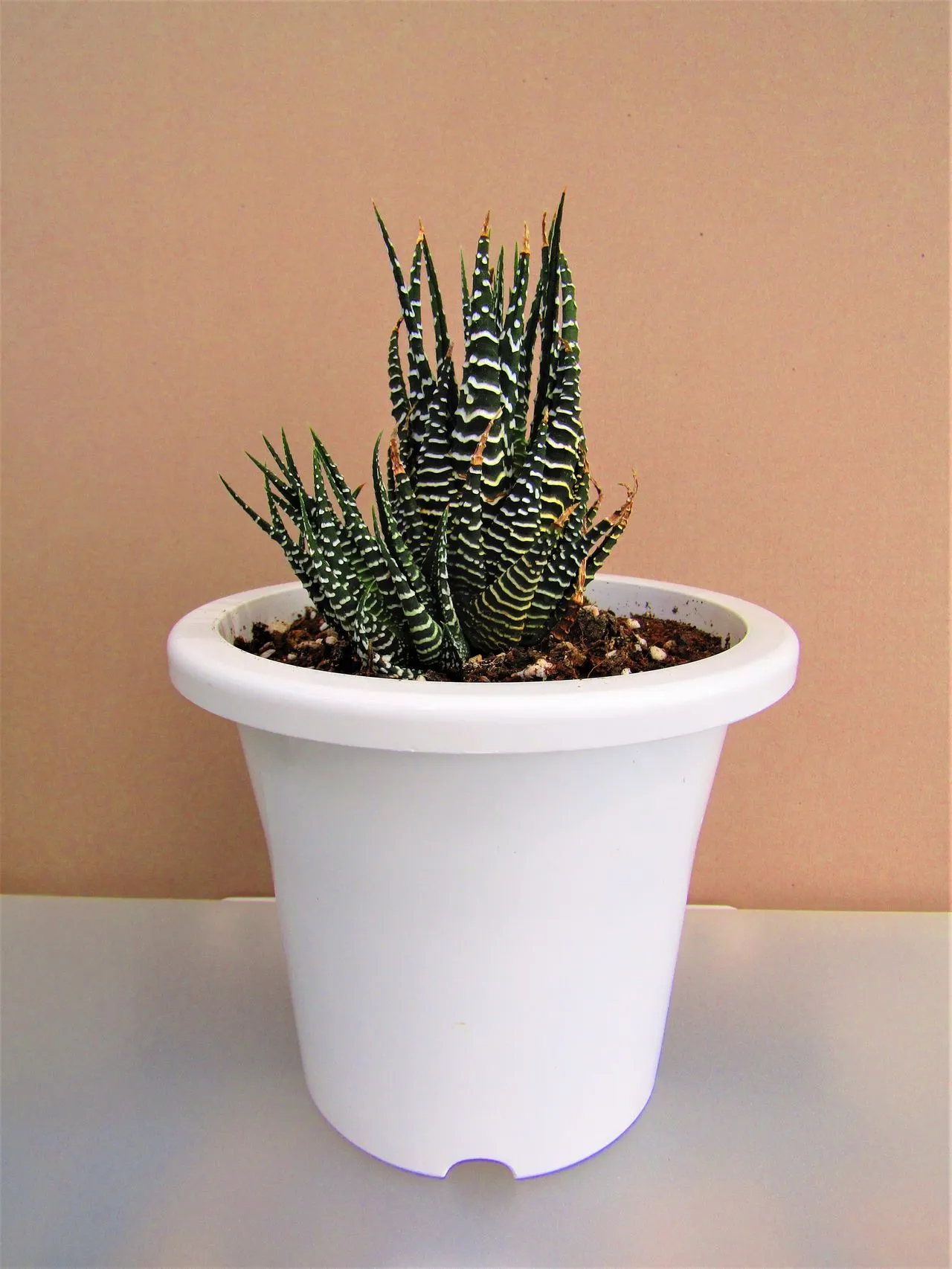 Sempervivum 'Mahogany': Cultivar Profile & Care